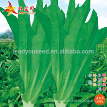 IL01 Wuban no.001 heat resistant Indianlettuce seeds